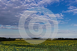 Panorama of sunflower fields. Summer day