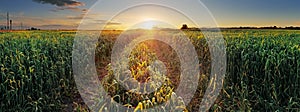 Panorama Sunset over wheat field with path