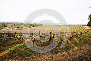 panorama of sweets and soft green hills with vineyards and cypress trees of Tuscany in spring