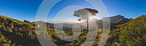 Panorama of Table Mountain in Cape Town at sunrise