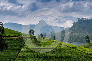 Panorama of tea plantation with Adams peak, Sri Lanka