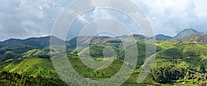 Panorama of tea plantations photo