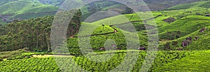 Panorama of Tea plantations in India