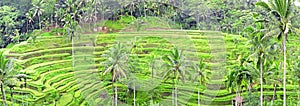 Panorama of Tegalalang rice field terraces, Bali