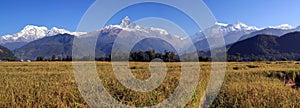 Panorama of Terrace Rice Paddy Field