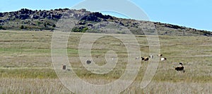 Panorama Texas Longhorn Steer wichita mountains wildlife refuge Oklahoma