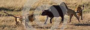 Panorama of three lions hunting Cape buffalo