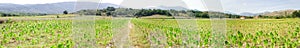 Panorama of Tobacco field