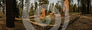 Panorama of Trail Cutting Around Small Sequoia Grove