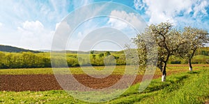 panorama of a transylvania countryside scenery with arable and apple trees in blossom