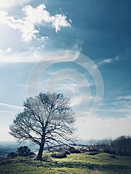 Panorama with a tree