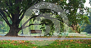 Panorama tree and bench in park