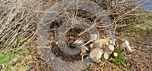 panorama tree felling work in the park in spring
