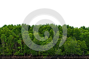 Panorama tree White background Banner Isolate