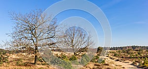 Panorama of trees on the dunes in Drents Friese Wold