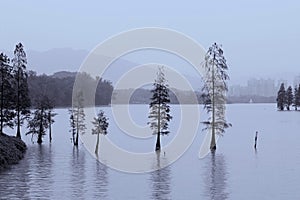 Panorama trees growing in lake, landscapes in China
