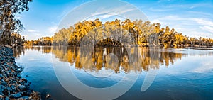 Panorama of trees reflecting in Murray River.