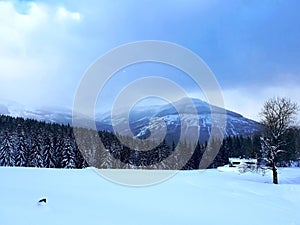 Panorama Of Trees In Snow Mountains 04