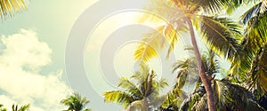 Panorama of tropical palm tree with sun light on sky background