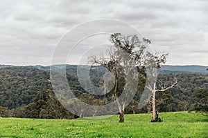 Panorama of tropical rainforest in Tamborine Mountain National Park, Queensland, Australia.