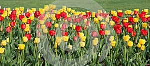 Panorama Tulip Flower Border