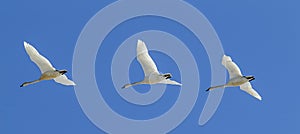 Panorama of tundra swans in the sky