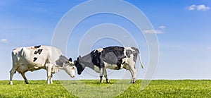 Panorama of two holstein cows in a green meadow