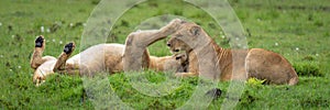 Panorama of two lionesses lying on grass
