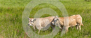 Panorama of two Piemontese calf on Texel island