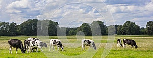 Panorama of typical dutch Holstein cows in the landscape of Drenthe