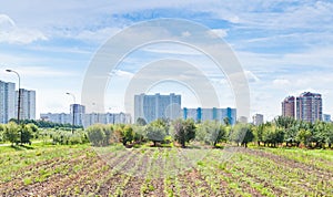 Panorama of urban garden