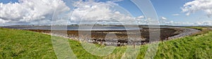 Panorama with Vegetation in Hare Island with Galway city in background