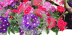 Panorama of Verbena hybrida flowers.