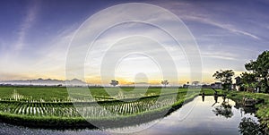 Panorama of very vast, broad, extensive, spacious rice field, streched into the horizon