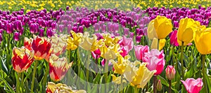 Panorama of vibrant colorful tulips in Flevoland, The Netherlands