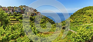 A panorama view across the fields and picturesque Cinque Terre village of Corniglia, Italy