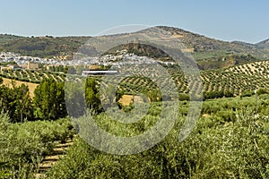 A panorama view across the olive fields to the town and hilltop fortress in Montefrio, Spain