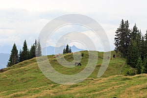 Panorama view with alpine mountains, grazing cattle and horses in Salzburgerland, Austria