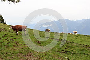 Panorama view with alpine mountains and grazing cattle in Salzburgerland, Austria