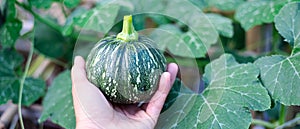 Panorama view Asian man hand holding fresh harvested baby winter squash green eight ball gourd faint vertical ridges, speckled