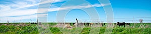 Panorama view barbed wire fencing and post under sunny cloud blue sky over free ranch farming cattle cow grazing in rural location