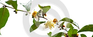 Panorama view blossom tea flower isolated on white background, green tea camellia sinensis bush plant blooming flowers and green