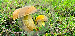 Panorama view bolete fungus, wrinkled Leccinum or Leccinum rugosiceps with stem, yellowish cap, gills growing on low grass of