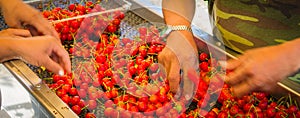 Panoramic farmer hands sorting and processing red cherries manually on conveyor belt in Washington