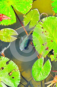 Panorama view of decorated pond