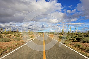 Panorama view of an endless straight road running through a Large Elephant Cardon cactus landscape in Baja California