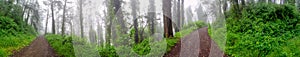 Panorama view foggy trail on a beautiful early morning