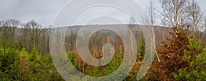 Panorama view on the forest and landscape of Domaine Provincial de Mirwart in the Ardennes, Belgium