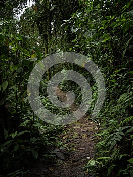 Panorama view of green nature hiking trail path in tropical rain cloud forest Mindo valley jungle Nambillo Ecuador andes