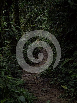 Panorama view of green nature hiking trail path in tropical rain cloud forest Mindo valley jungle Nambillo Ecuador andes